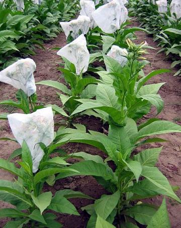 Tobacco Seeds - Virginia Red